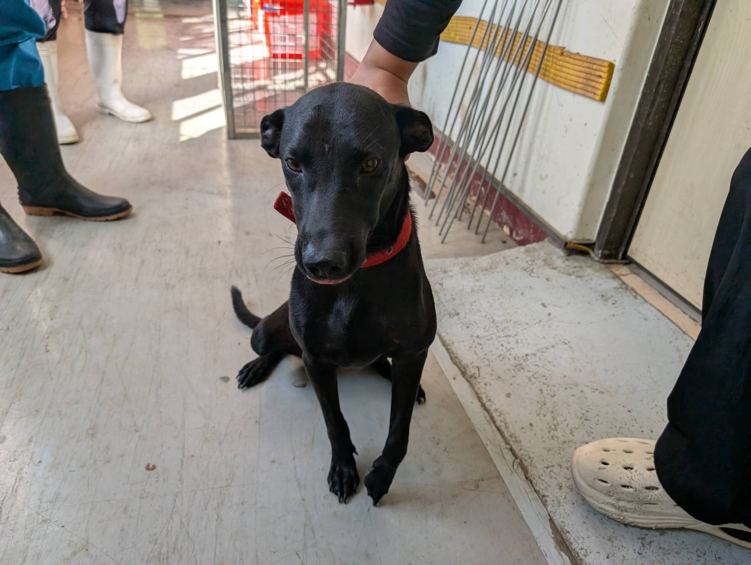 高雄市待認養狗 混種犬