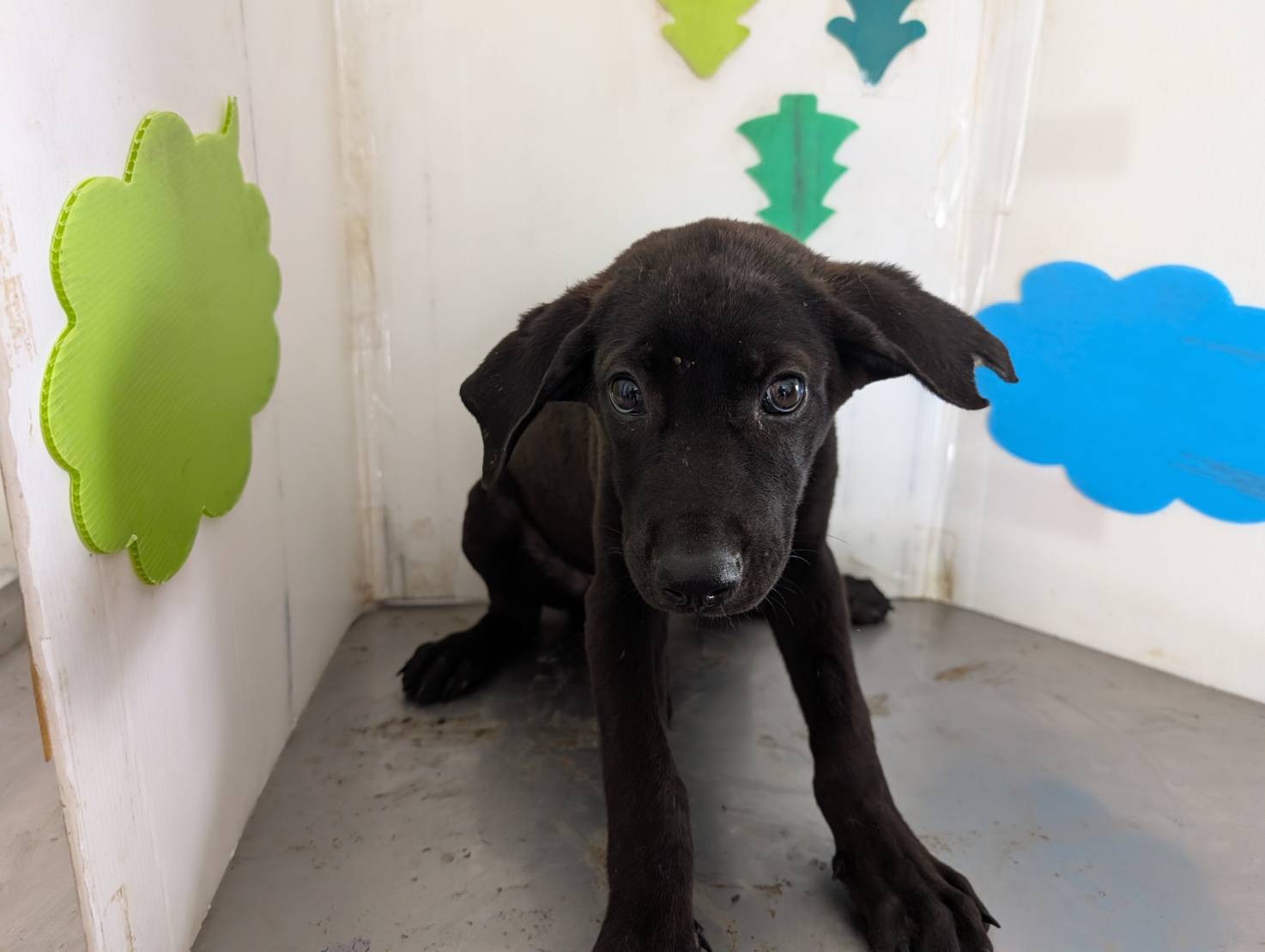 高雄市待認養狗 混種犬