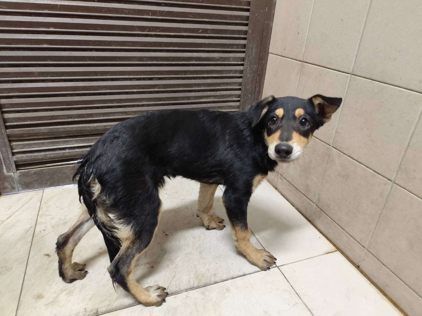 高雄市待認養狗 混種犬