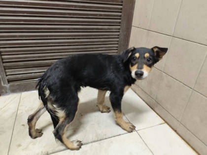 高雄市待認養狗｜混種犬｜黑色｜母