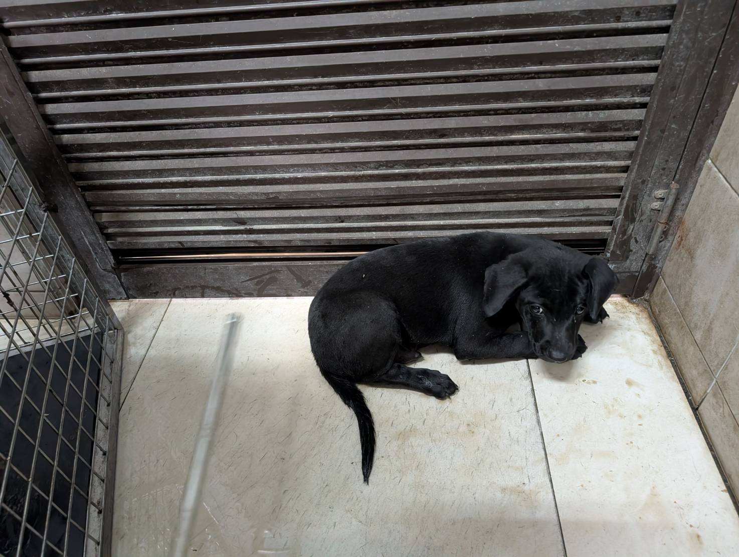 高雄市待認養狗 混種犬