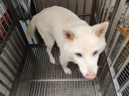 高雄市待認養狗｜柴犬｜白色｜公