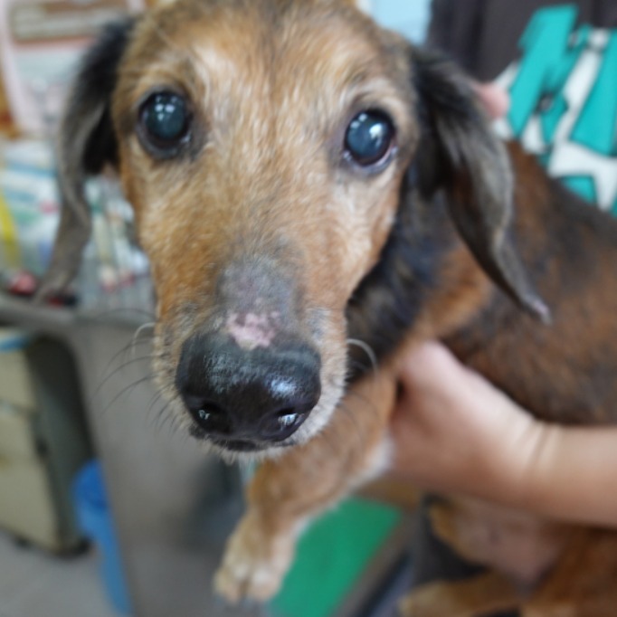 台南市待認養狗 臘腸犬