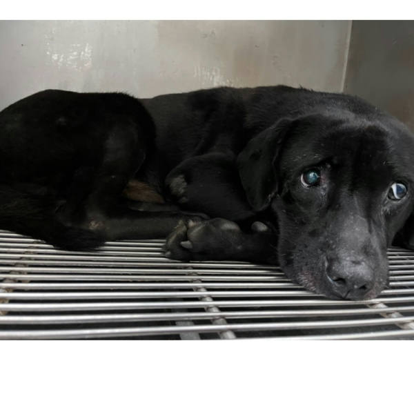 台北市待認養狗 混種犬