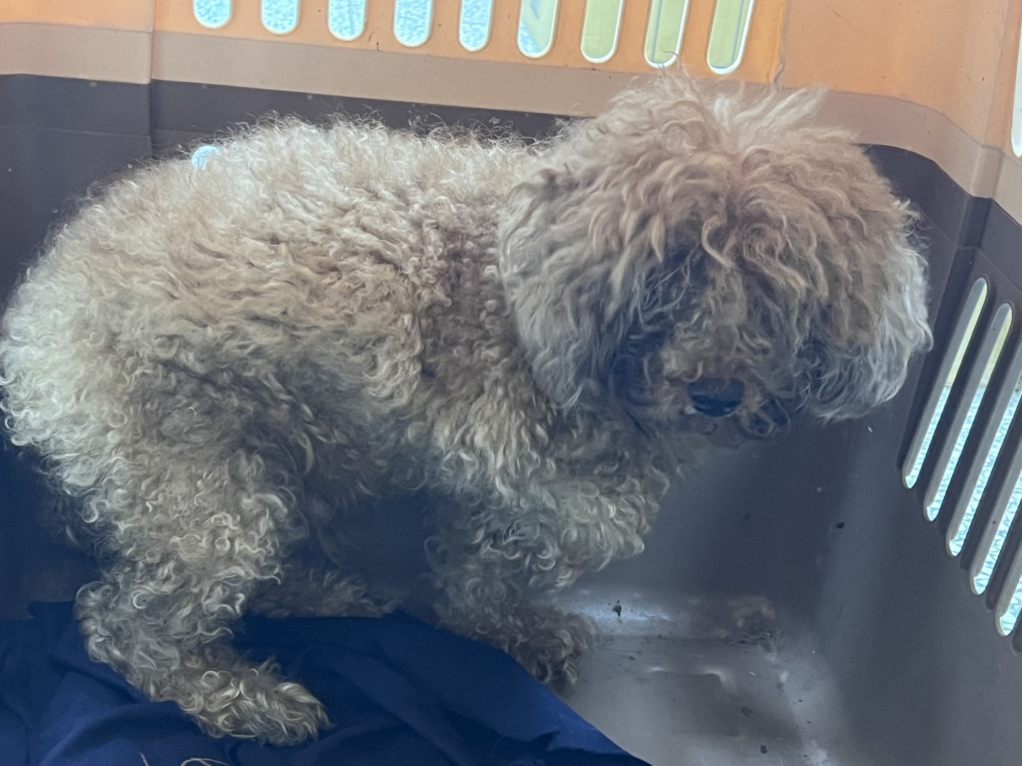 桃園市待認養狗 貴賓犬