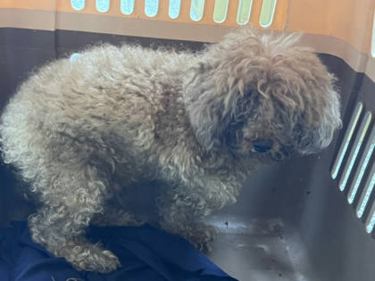 桃園市待認養狗｜貴賓犬｜咖啡色｜公