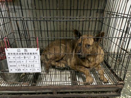 雲林縣待認養狗｜混種犬｜黃色｜公