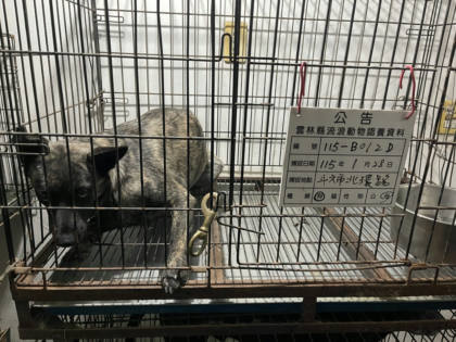 雲林縣待認養狗｜混種犬｜黑棕色｜母