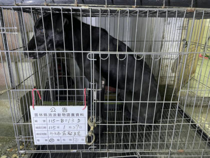 雲林縣待認養狗｜混種犬｜黑色｜公