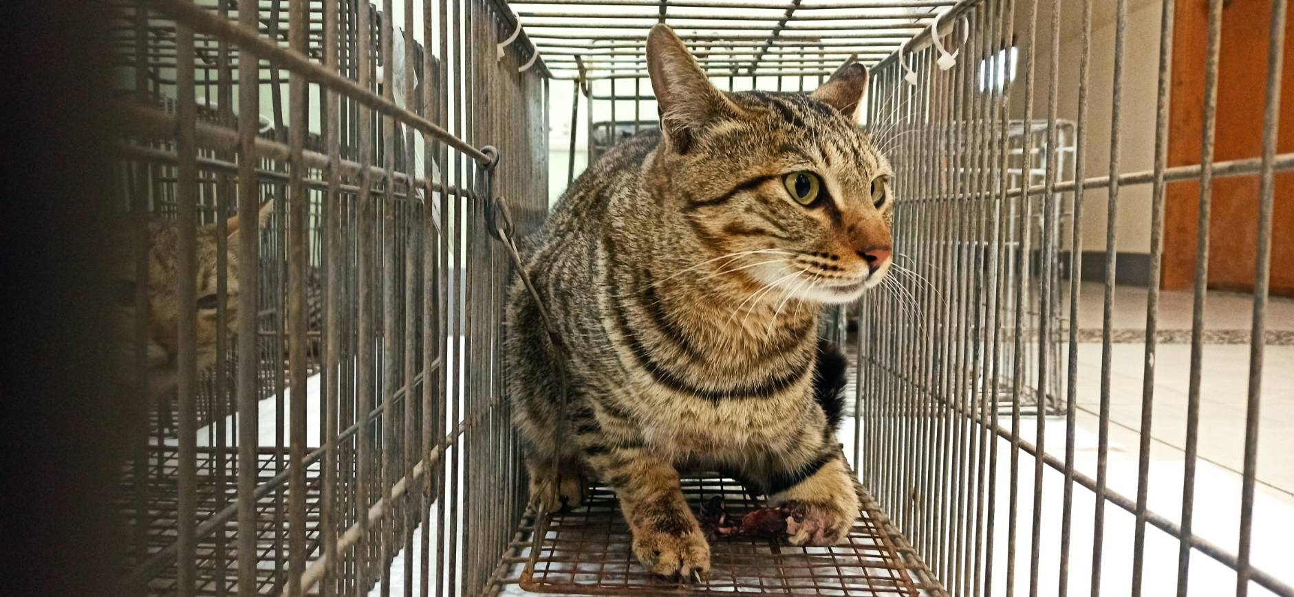 金門縣待認養貓 混種貓