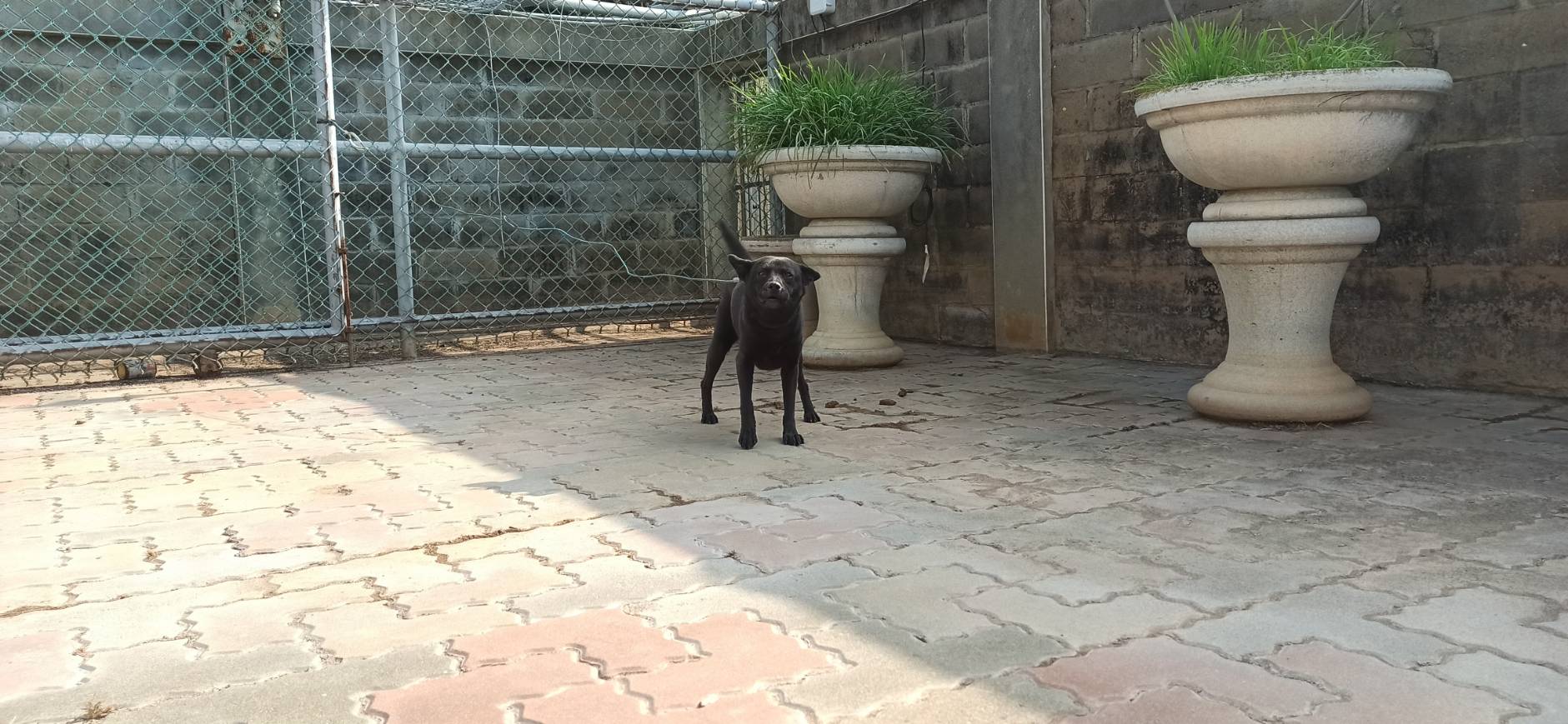 金門縣待認養狗 混種犬
