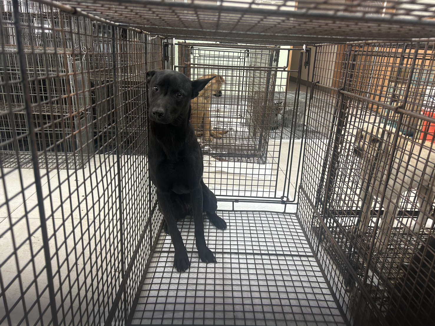 金門縣待認養狗 混種犬