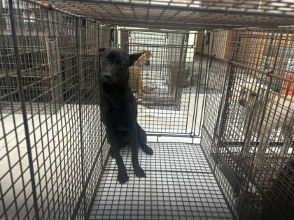 金門縣待認養狗｜混種犬｜黑色｜母