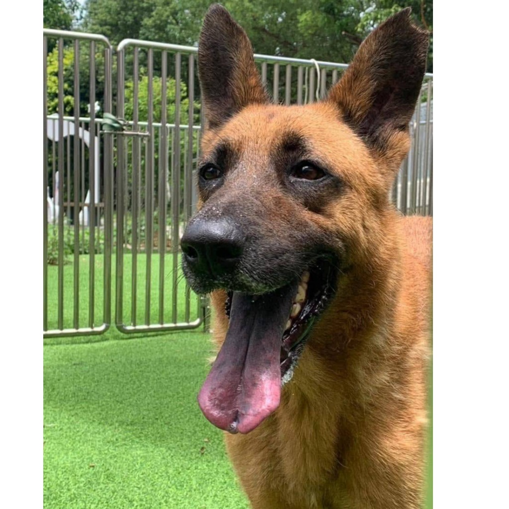 新竹縣已領養狗 混種犬
