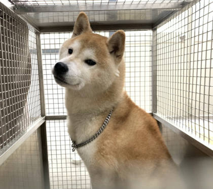 台北市待認養狗｜柴犬｜黃色｜公