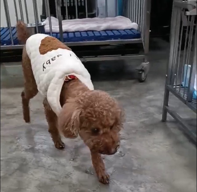 新北市待認養狗 貴賓犬