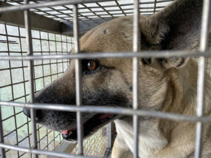 台南市待認養狗｜混種犬｜黃色｜公