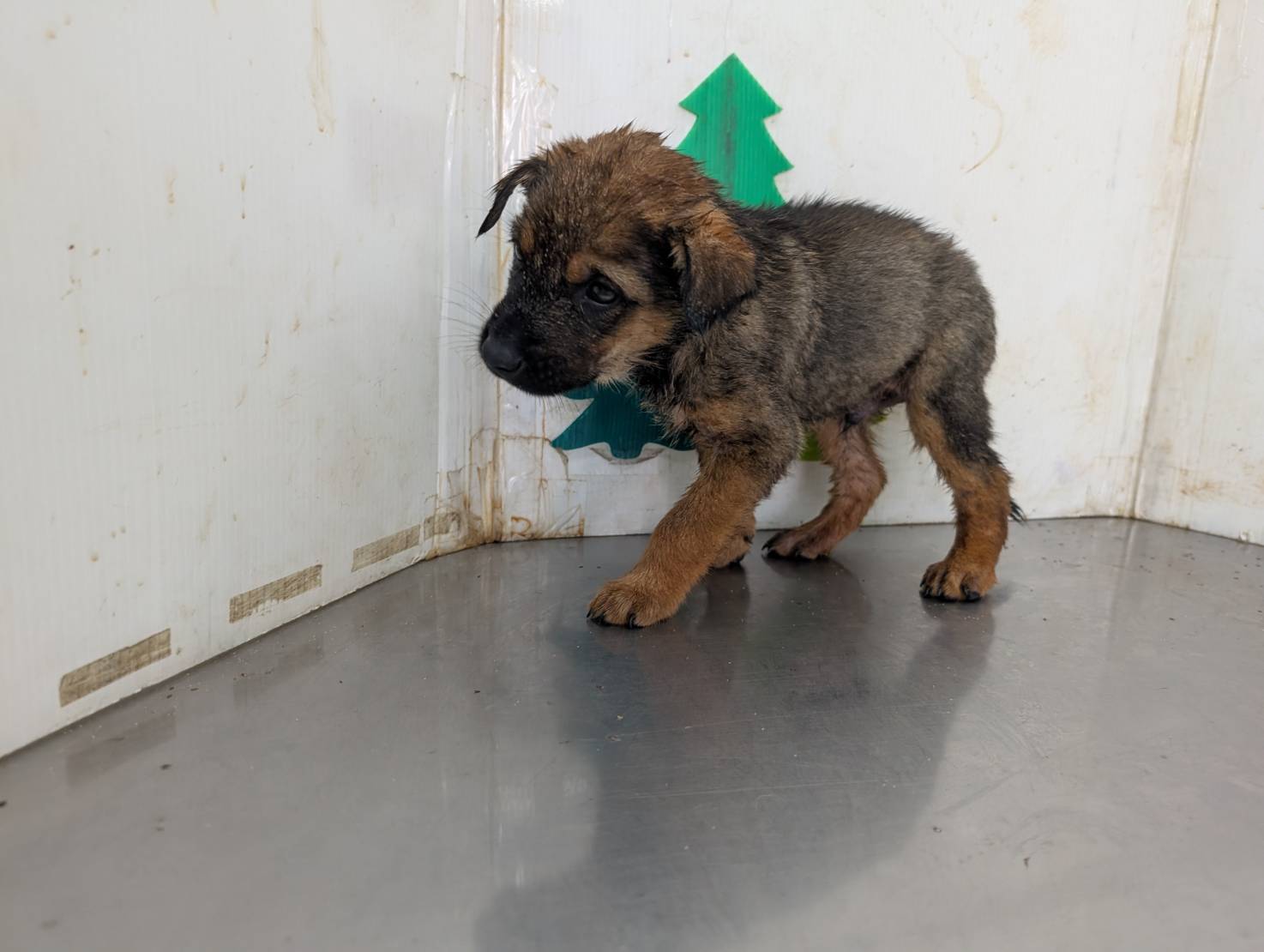 高雄市待認養狗 混種犬