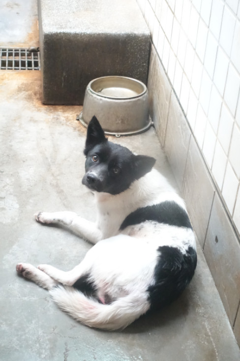 宜蘭縣待認養狗 混種犬
