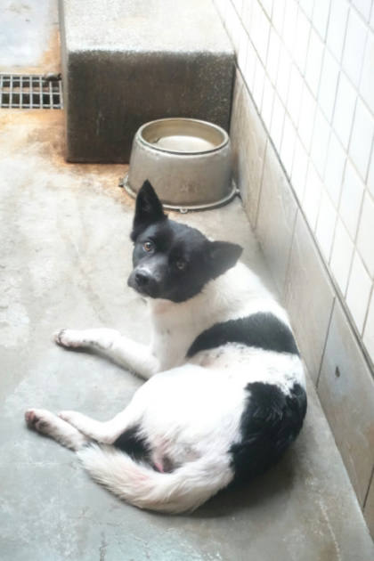 宜蘭縣待認養狗｜混種犬｜黑白色｜母