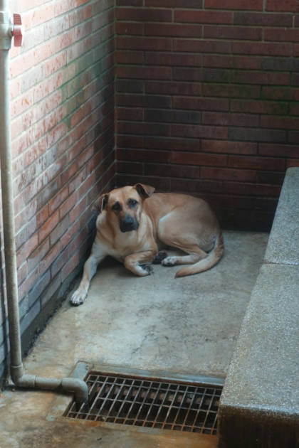 宜蘭縣待認養狗｜混種犬｜黃色｜母