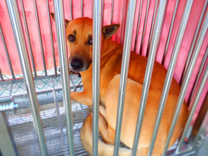 南投縣待認養狗｜混種犬｜黃色｜公
