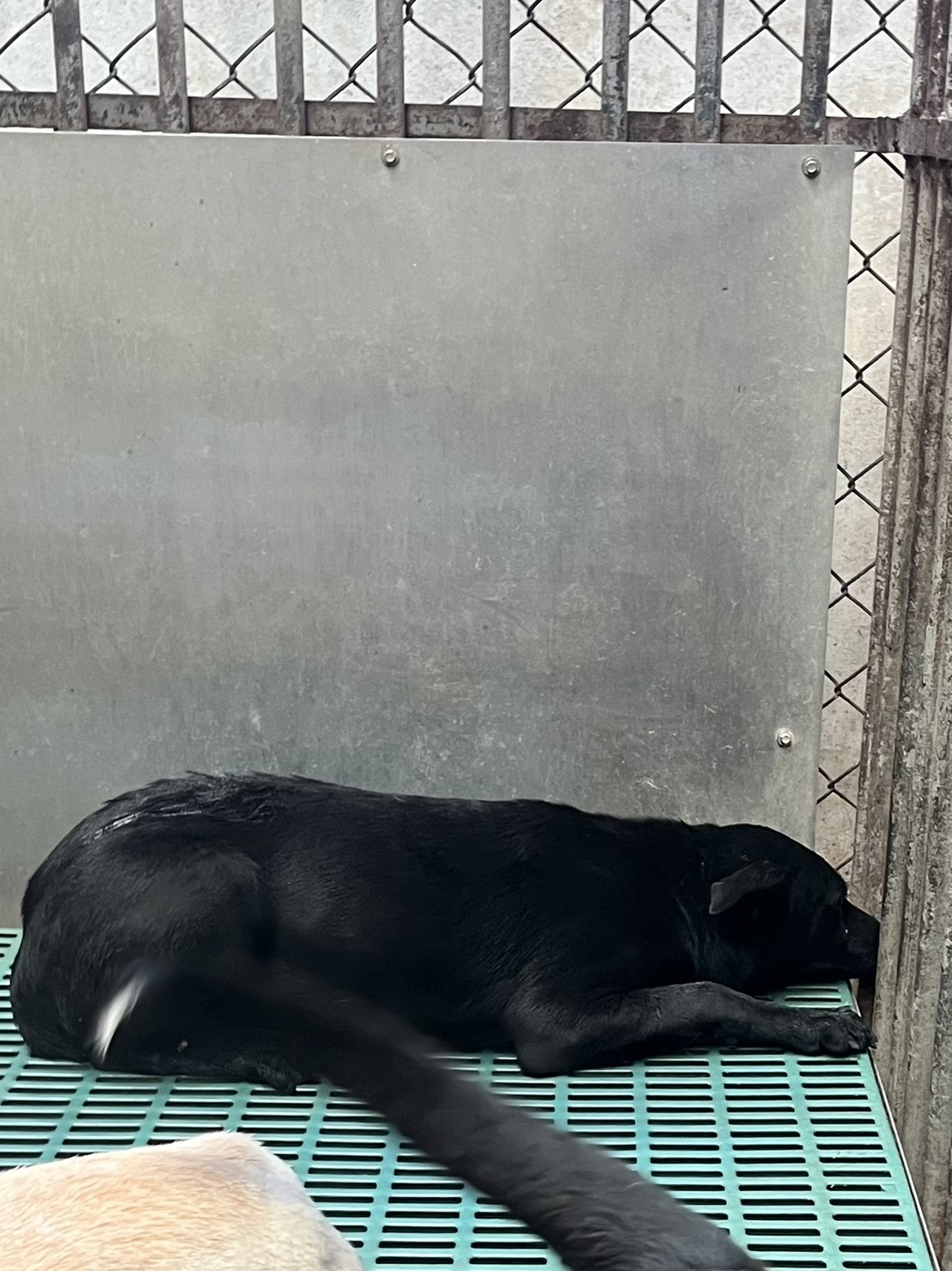 彰化縣待認養狗 混種犬