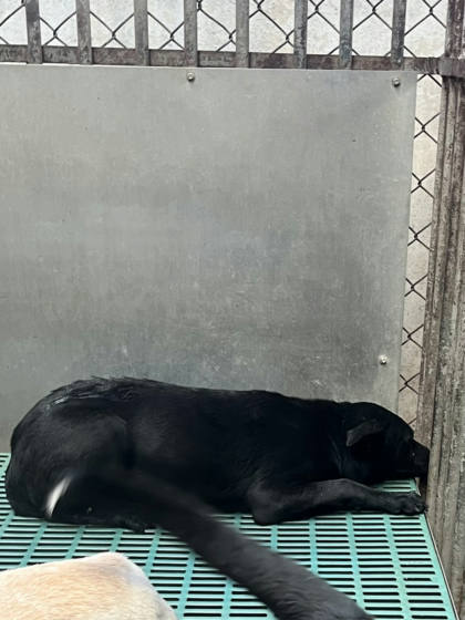 彰化縣待認養狗｜混種犬｜黑色｜公