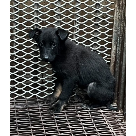 彰化縣待認養狗 混種犬