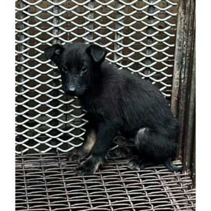 彰化縣待認養狗｜混種犬｜黑虎斑色｜公