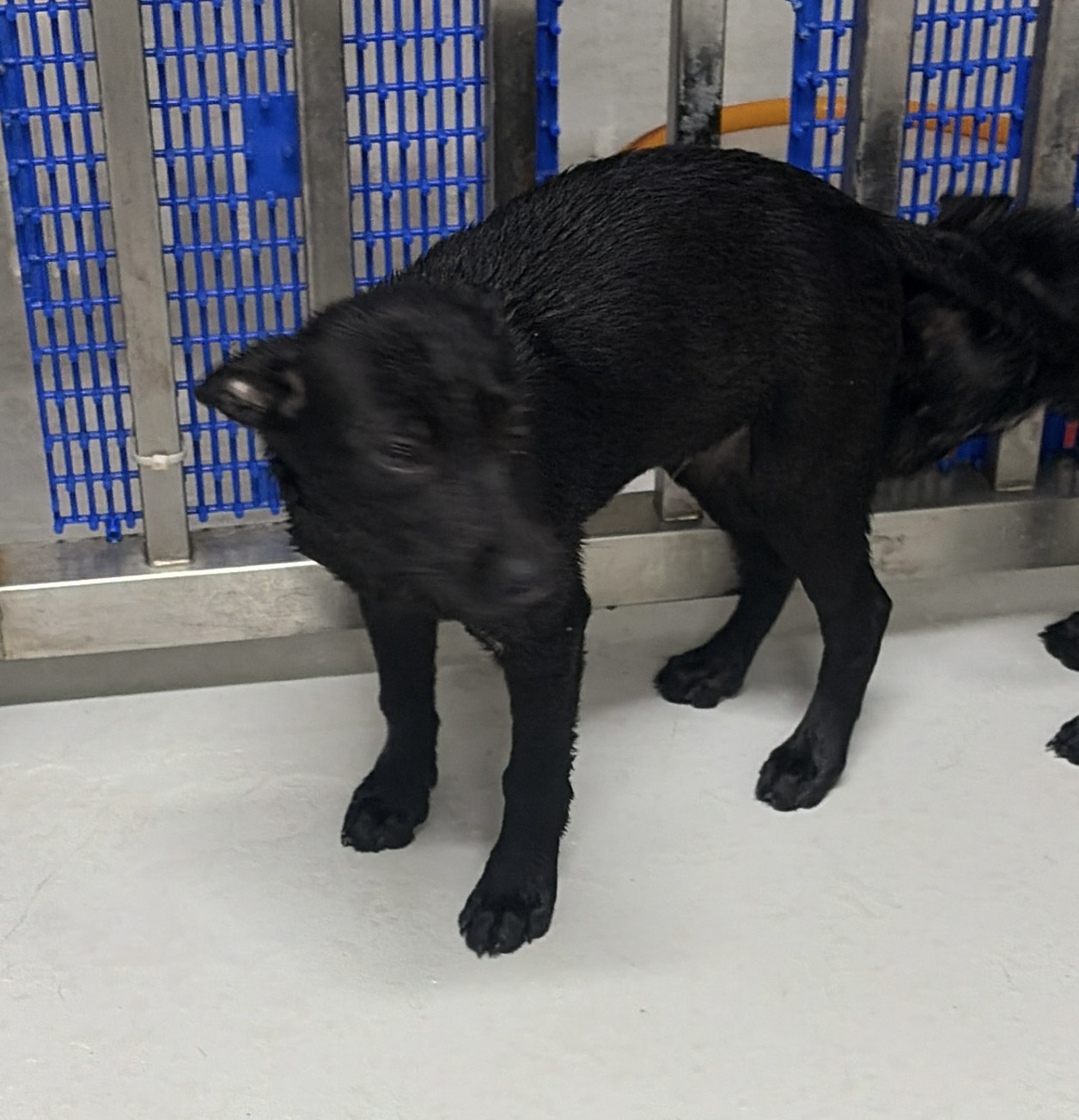 基隆市待認養狗 混種犬