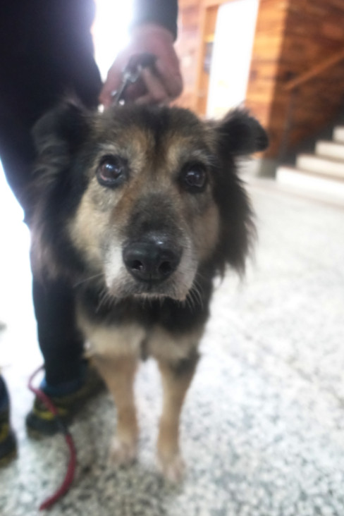 宜蘭縣待認養狗 混種犬