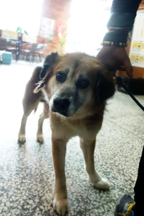 宜蘭縣待認養狗 混種犬