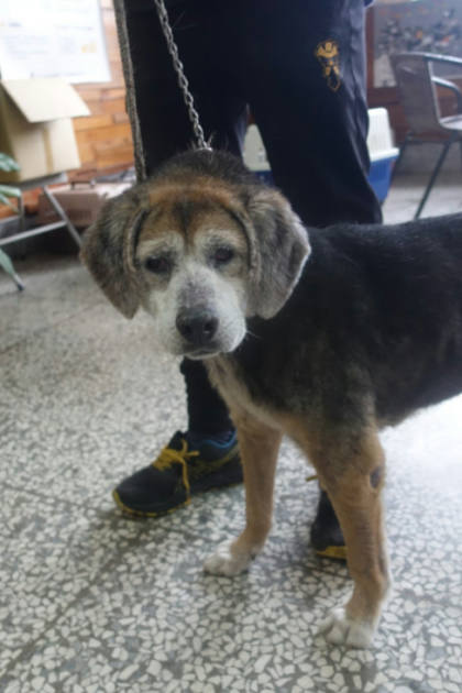 宜蘭縣待認養狗｜米格魯犬｜黑棕色｜公