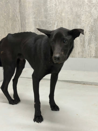 基隆市待認養狗｜混種犬｜黑色