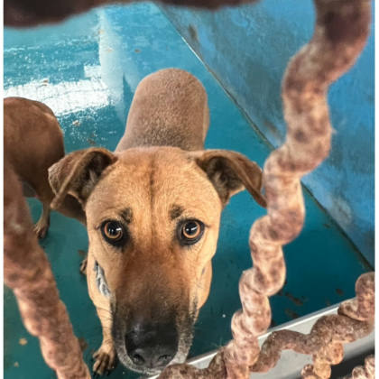 苗栗縣待認養狗｜混種犬