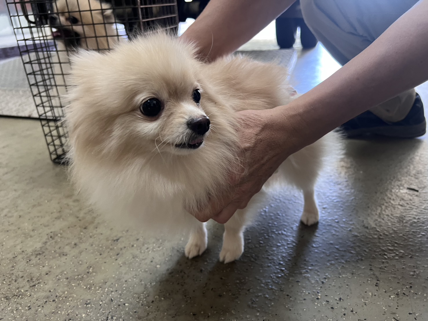 桃園市待認養狗 博美犬