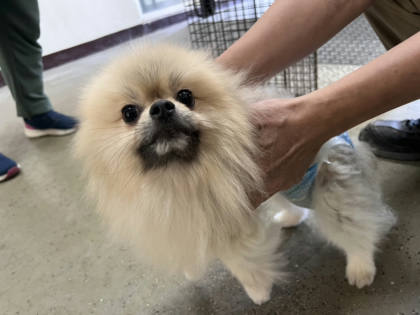 桃園市待認養狗｜博美犬｜白色｜公