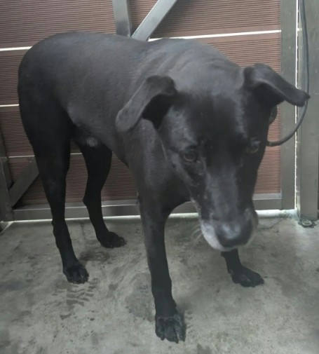 新北市待認養狗 混種犬