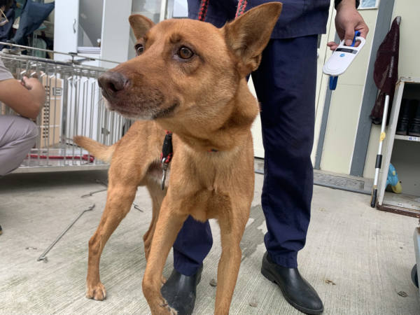 台北市待認養狗 混種犬