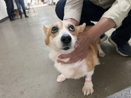 桃園市待認養狗｜威爾斯柯基犬｜黃白色｜母