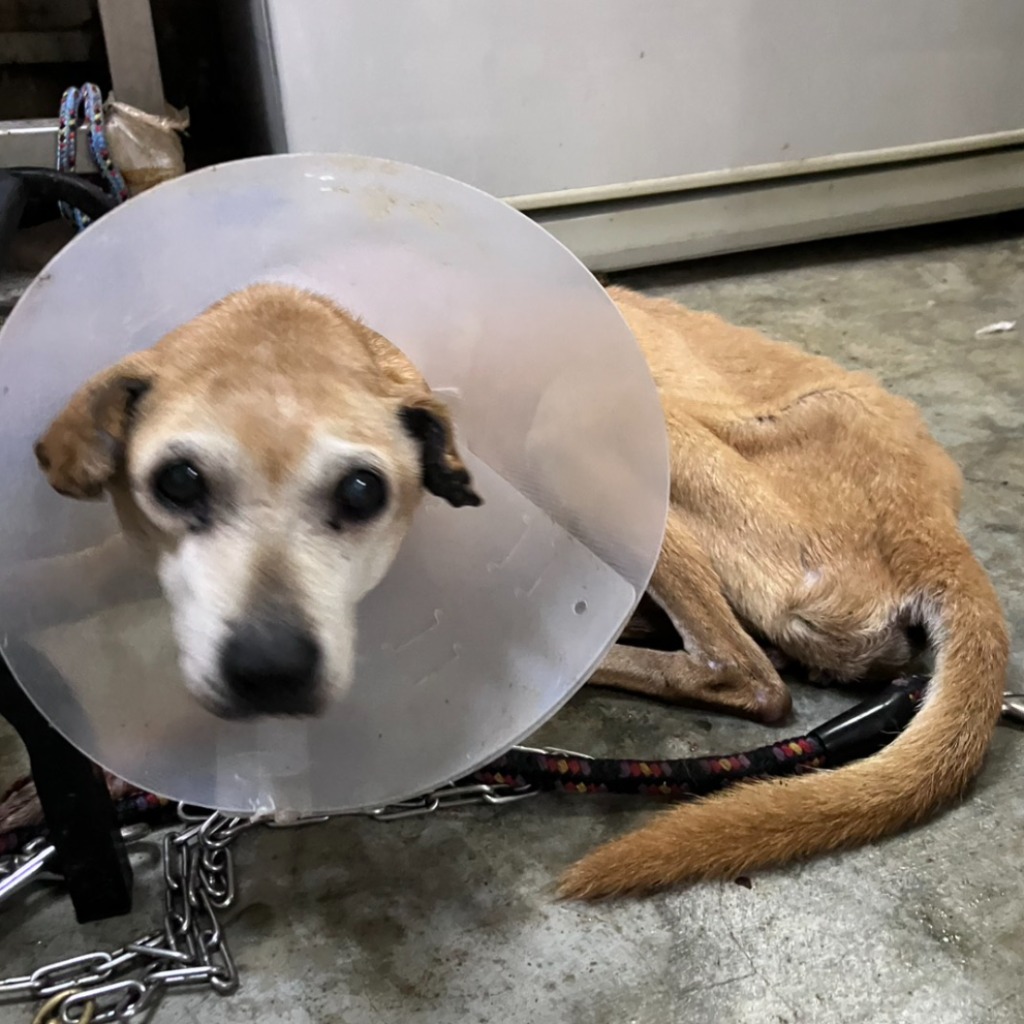 新北市待認養狗 混種犬