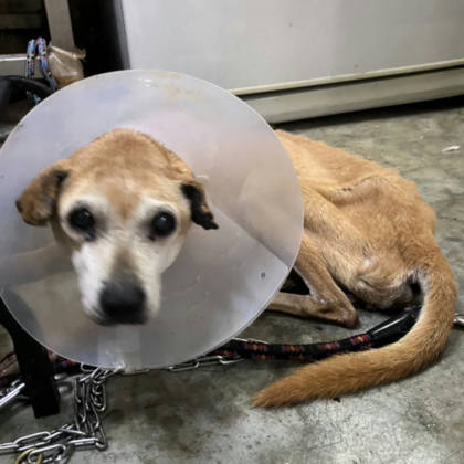 新北市待認養狗｜混種犬｜黃色｜母