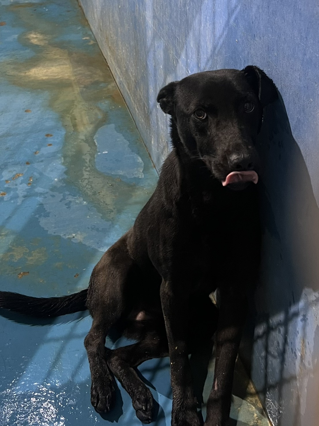 苗栗縣待認養狗 混種犬