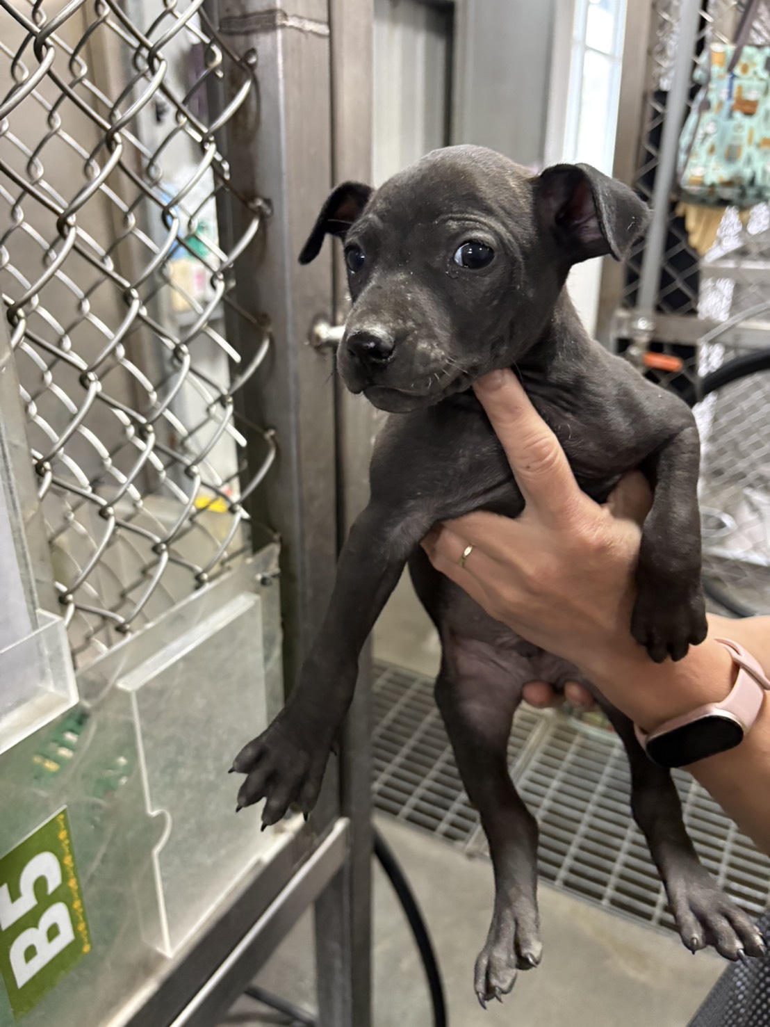 台東縣待認養狗 混種犬