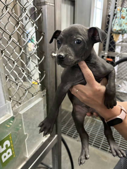 台東縣待認養狗｜混種犬｜黑色｜母