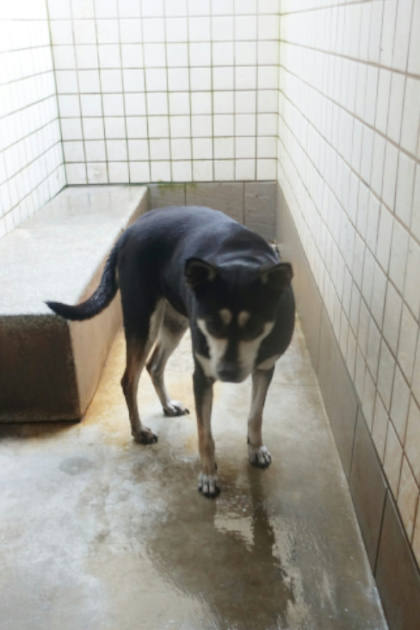宜蘭縣待認養狗｜混種犬｜黑黃色｜母