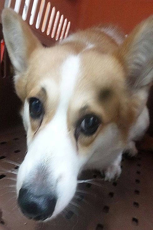 宜蘭縣待認養狗 柯基犬
