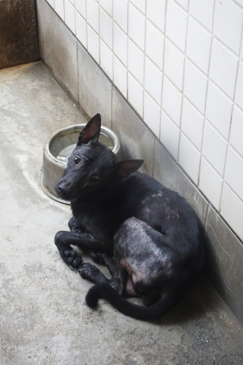 宜蘭縣待認養狗 混種犬