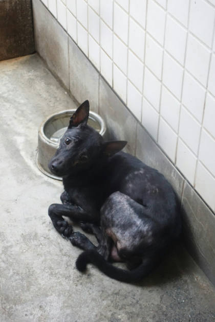 宜蘭縣待認養狗｜混種犬｜黑色｜母